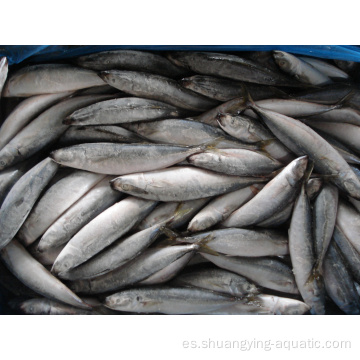 Mackerel de caballos congelados Precio competitivo de pescado redondo